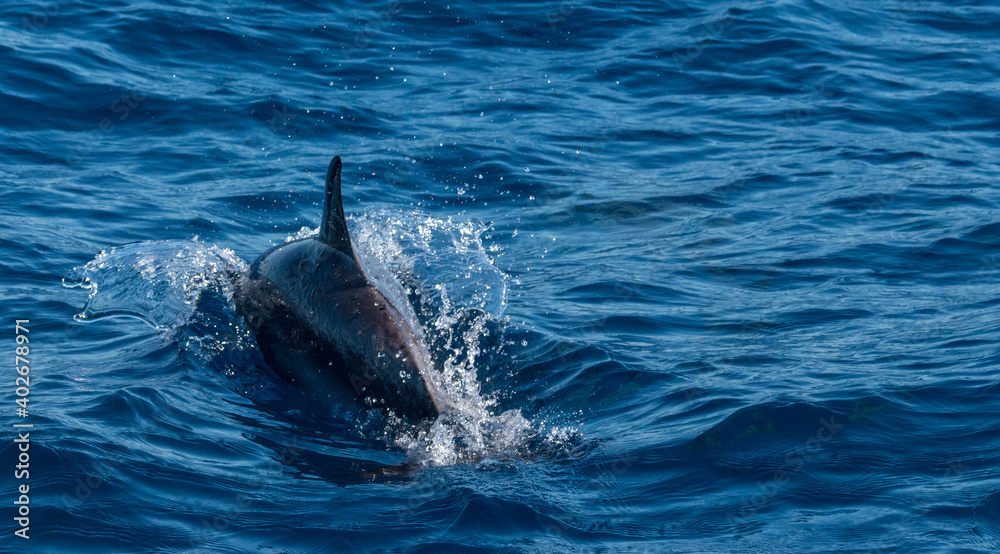 Obraz premium Delphine im Meer
