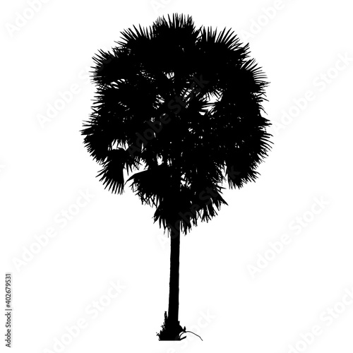 Sugar palm tree isolated on white background, natural plant sign. vector illustration