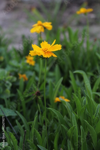 yellow flowers in the garden © Íres