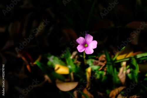 Flower in the sunlight