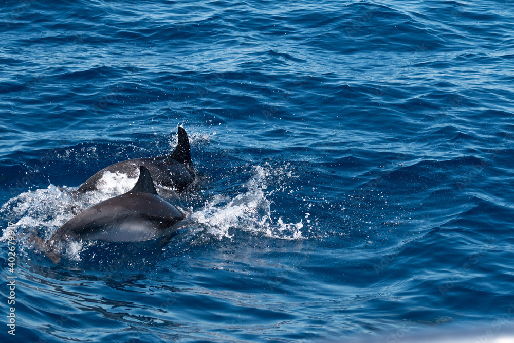 Obraz premium Delphine im Meer