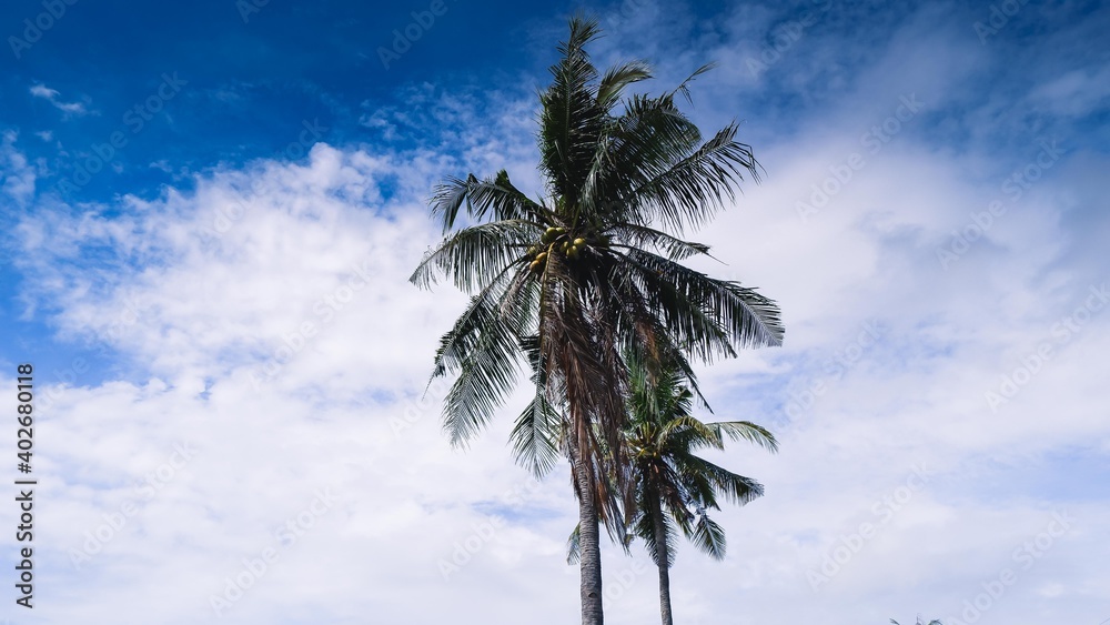 Obraz premium Bali Palm tree