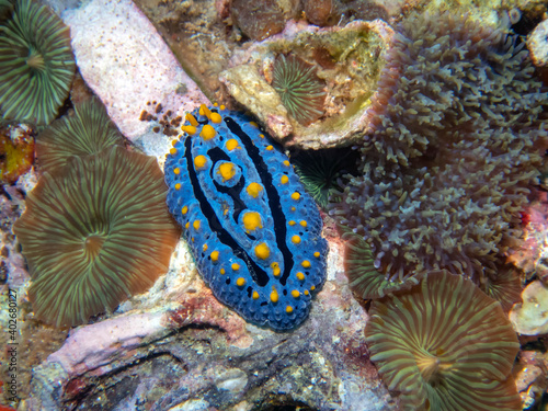 Varicose Wart Slug (Phyllidia Varicosa) photo