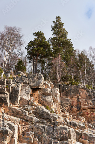 Bottom view of trees growing on rock. Beautiful bare deciduous trees and evergreen pines and firs grow in row on the bluff at top of cliff. There are white clouds in blue sky.