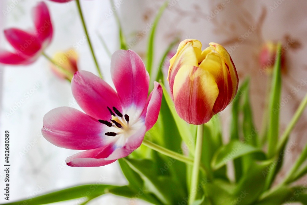 tulips blooming in the spring tulips blooming in the spring