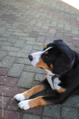 dog on the porch