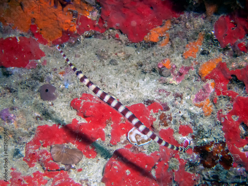 
Banded Pipefish (Dunckerocampus dactyliophorus) sheltering near rocks photo