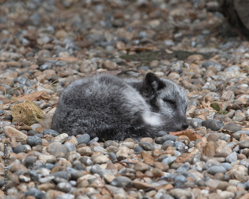 Arctic fox