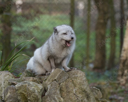 Arctic fox