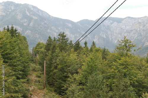 Telephone poles in the forest, Bohinj, Slovenia