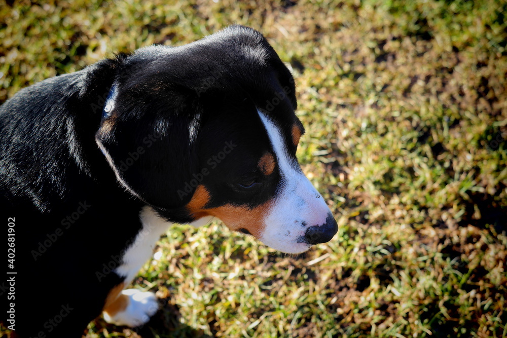 beagle dog portrait