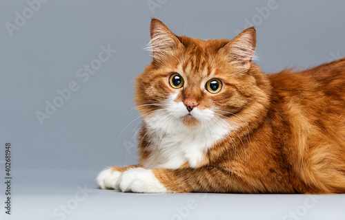ginger cat looks