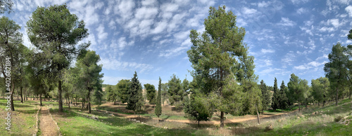Yatir forest planted in southern Israel photo