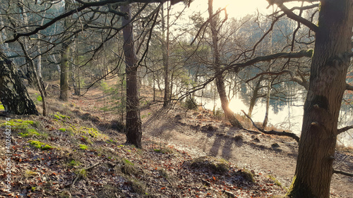 Forest at fort Ertbrand Natuurpunt nature reserve on a sunny winter hike in Kapellen near Antwerp photo