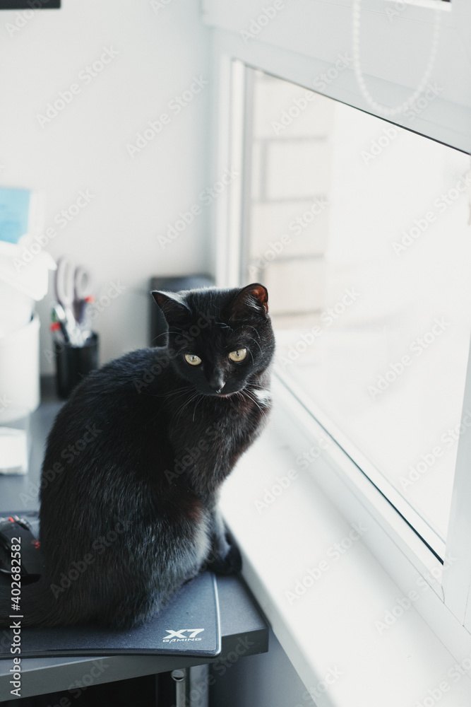 Cat in the house - a black cat on the work table, workspace. Cozy home and hygge trendy concept. Scandinavian style, hygge, autumn or winter weekend cozy concept. Cat in the house - a black cat on the work table, workspace. Cozy home and hygge trendy concept. Scandinavian style, hygge, autumn or winter weekend cozy concept.