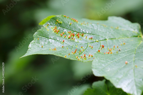 Leaf of maple tree with galls or cecidia of Aceria macrorhyncha (sometimes also macrorhynchus). Gall Mites - Eriophyidae.