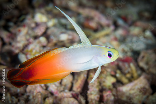 Fototapeta Naklejka Na Ścianę i Meble -  Fire dartfish swimming above coral reef