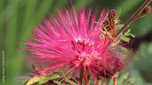 Red Calliandra Haematocephala Hassk flower are blooming in the morning  photo