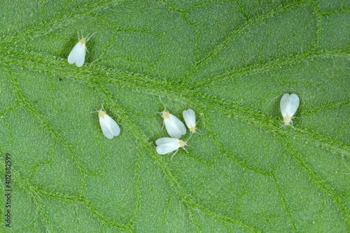 Silverleaf whitefly, Bemisia tabaci (Hemiptera: Aleyrodidae) is an important agricultural pest. Insects on the bottom of tomato leaf. photo