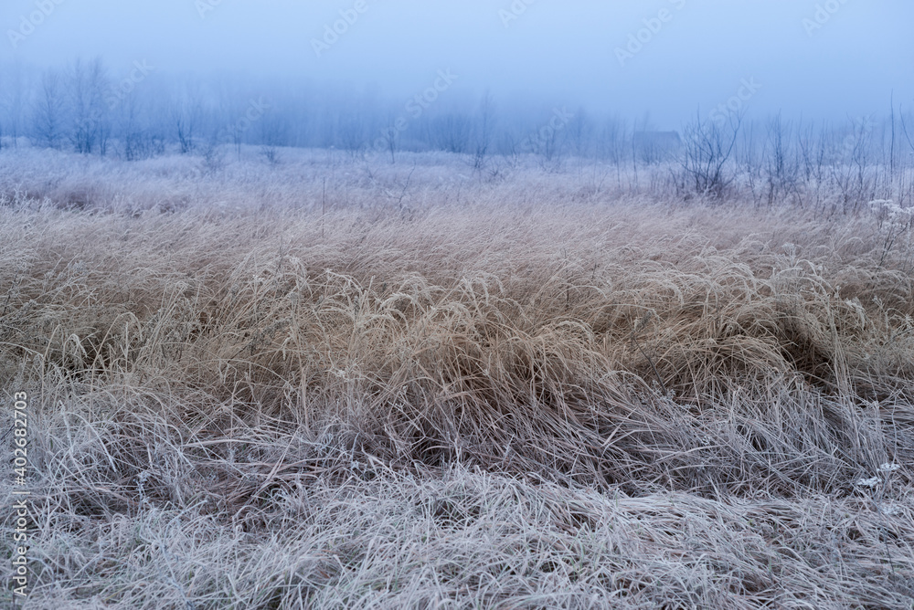 Winter landscape field of dried grass covered with frost Winter landscape field of dried grass covered with frost