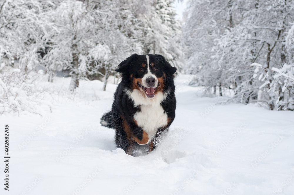 Berner Sennenhund glücklich im Schnee Berner Sennenhund glücklich im Schnee