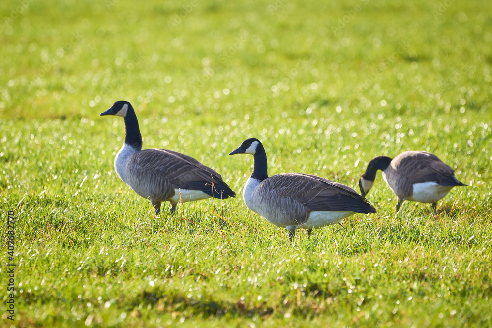 Fototapeta premium Canada Geese on field ( Branta Canadensis ) Veitsbronn, Germany 