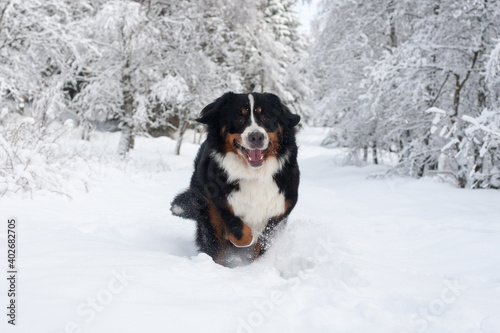Fototapeta Naklejka Na Ścianę i Meble -  Berner Sennenhund glücklich im Schnee