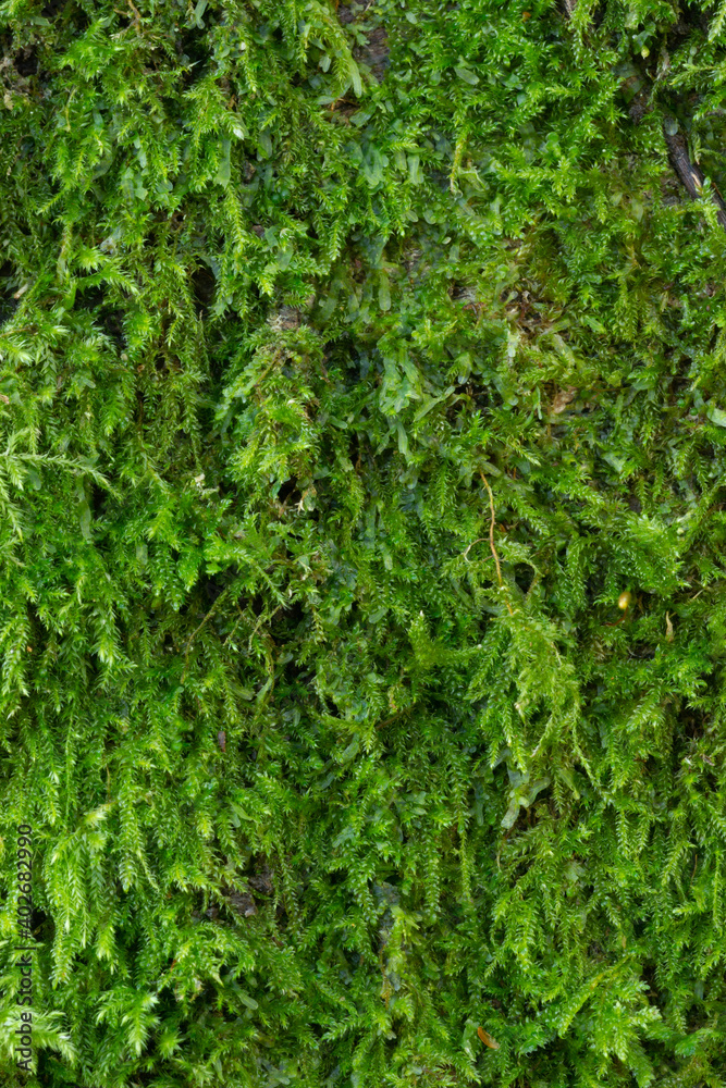 green moss background green moss background