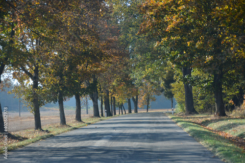 the road with trees with autumn leaves