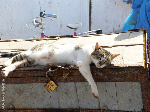 Chat sur le port d'Essaouira