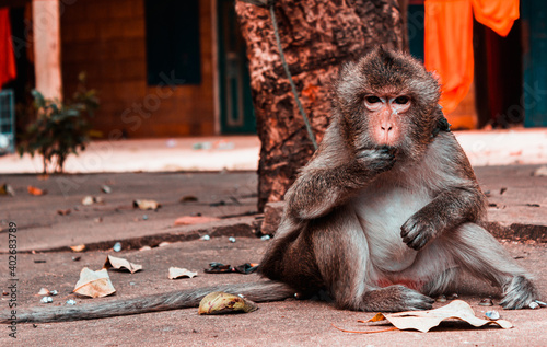 portrait of a macaque