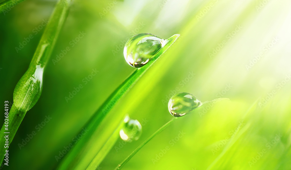 Beautiful large drops of fresh morning dew in juicy green grass macro. Drops pure transparent water spring summer in nature. A beautiful artistic image of beauty and purity of environment. Beautiful large drops of fresh morning dew in juicy green grass macro. Drops pure transparent water spring summer in nature. A beautiful artistic image of beauty and purity of environment.