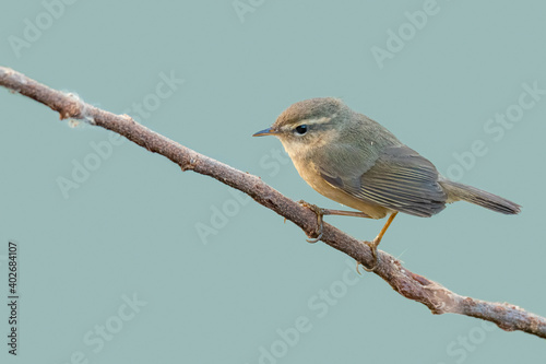 Dusky Warbler perching on a perch photo