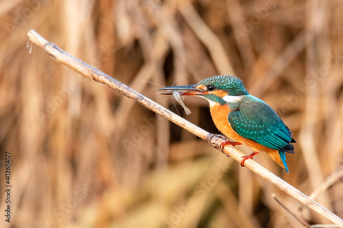 Common Kingfisher perching on a perch