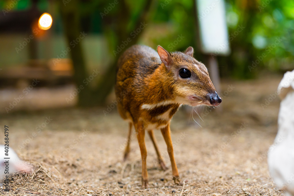 Kanchil is an amazing cute baby deer from the tropics. The mouse deer is one  of the most unusual animals. Cloven-hoofed mouse Stock Photo | Adobe Stock