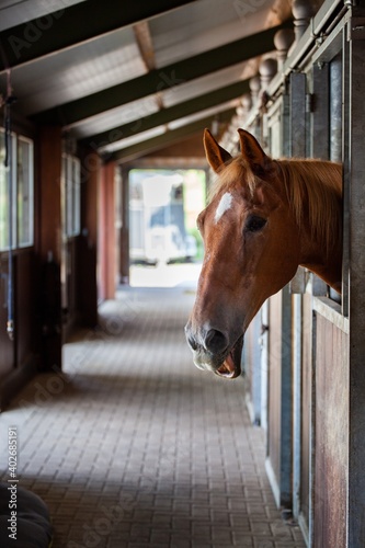 horse peeking out of stall with mouth open © Jesse