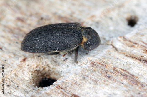 Billede på lærred Hadrobregmus pertinax is a species of woodboring beetle from family Anobiidae