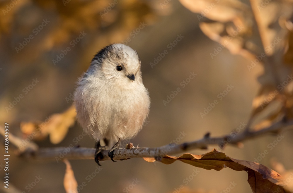 Obraz premium Aegithalos caudatus