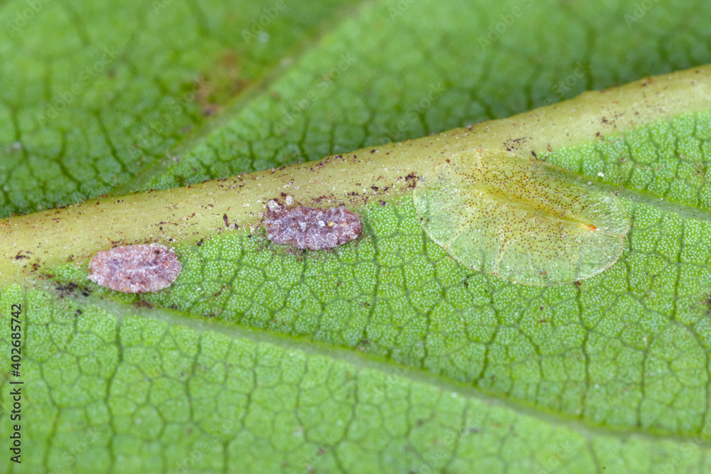 Macrophotography of Diaspididae insects on leaf vessel. Armored scale