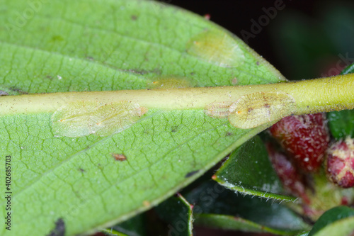 Macrophotography of Diaspididae insects on leaf vessel. Armored scale insects at home plants. Insects sucking plant. Infested cale (Coccidae) commonly known as soft scales, wax scales or tortoise scal photo