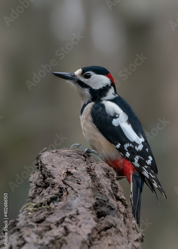 Great Spotted Woodpecker ( Dendrocopos major) in a tree in the forest of Noord Holland in the Netherlands. 