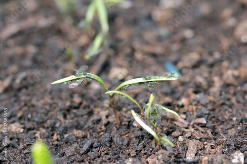 Willow carrot aphids (Cavariella aegopodii ) on young fennel plants. photo