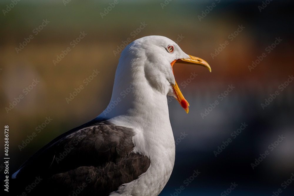 close up of a seagull