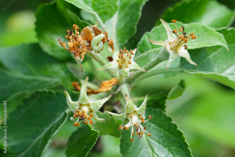 Winter moth (Operophtera brumata) and apple blossom damaged by a caterpillar. Winter moth is an important pest of apple and pear. Winter moth (Operophtera brumata) and apple blossom damaged by a caterpillar. Winter moth is an important pest of apple and pear.