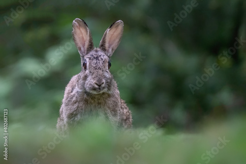 Close-up of a European Rabbit (Oryctolagus cuniculus) sitting in the forest of Drunen, Noord Brabant in the Netherlands. 