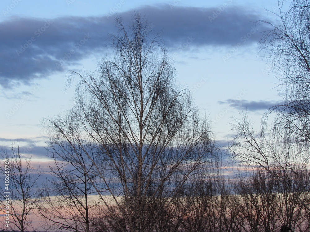 beautiful sky at sunset in the forest. birch without leaves beautiful sky at sunset in the forest. birch without leaves