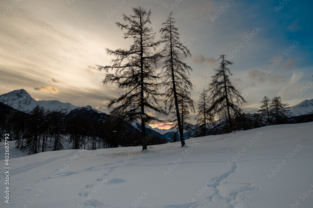 Fototapeta premium Baum