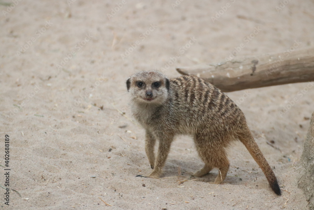 Fototapeta premium meerkat on guard duty