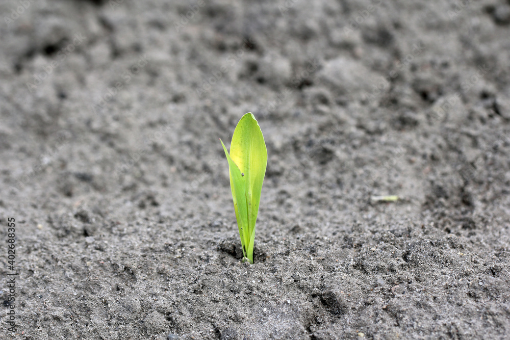 Fototapeta premium young corn plants discolored (yellowing) due to low temperatures in spring