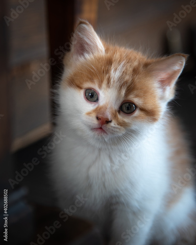 Bébé chat roux et blanc, regard du chaton, petit chat poils long